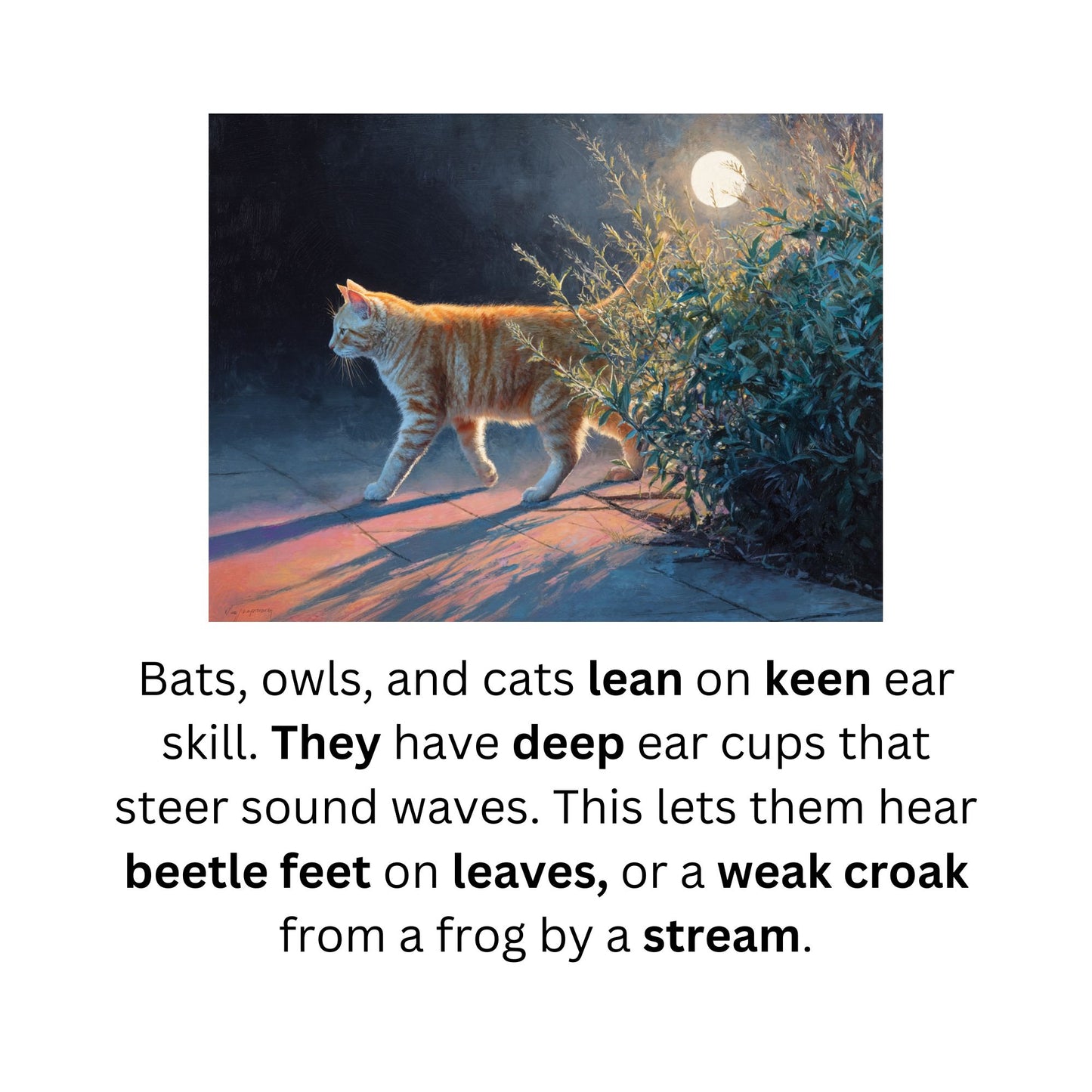 Night and day animals