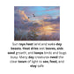 Night and day animals