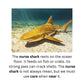 Learn to Read with Orton Gillingham Nonfiction Decodable Readers: Ocean Life and Controlled R Sounds
