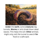 Learn to Read with Orton Gillingham Decodable Readers: Animal Habitats and Controlled R Sounds