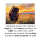 Learn to Read with Orton Gillingham Nonfiction Decodable Readers: Animal Habitats and Diphthongs. Instant Download.